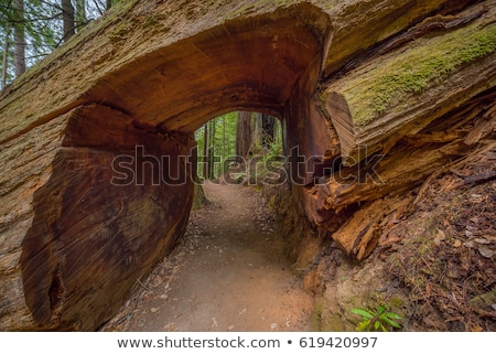 Foto stock: Sequoia Trees Panorama