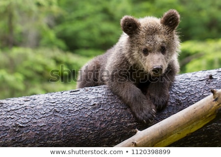 Stock photo: Grizzly Bear Cub