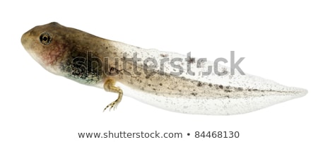 Stock foto: Side View Of A Common Frog Rana Temporaria