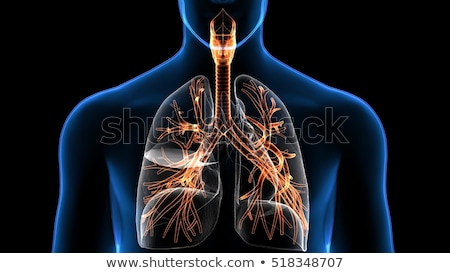 Foto stock: Respiratory System
