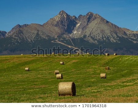 Сток-фото: Sheaves Of Hay In The Carpathians