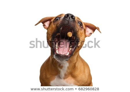 Zdjęcia stock: Hunting Dog With A Catch