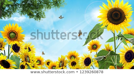 Stock photo: Field Of Sunflowers Frame Tree