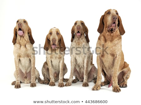 Stok fotoğraf: Group Of Bracco Italiano Feeling Good In A White Photo Studio