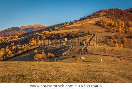 Foto stock: Horses In The Carpathian Mountains