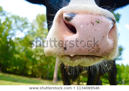 Stok fotoğraf: Closeup Nose Cow