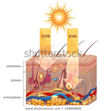ストックフォト: Uvb And Uva Radiation Penetrate Into Skin Detailed Skin Anatom