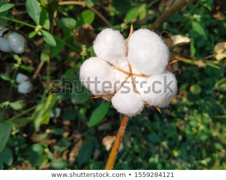 Stock foto: Frsh Green Leaves Branch Growing Background