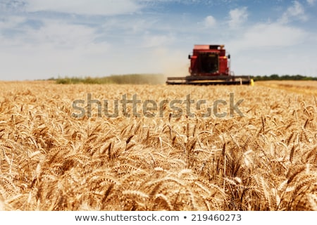 Zdjęcia stock: Harvesting Corn Crop Field Combine Harvester Working On Plantat