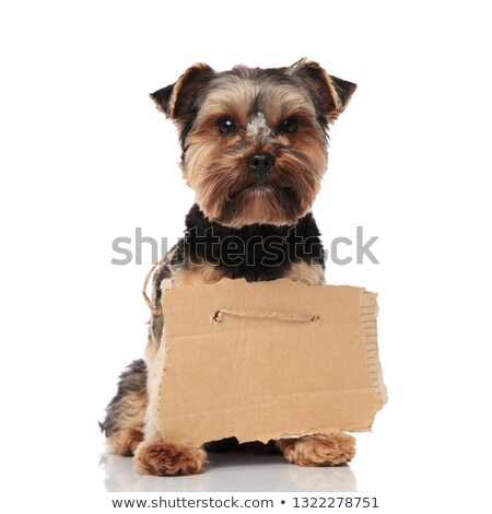 Foto stock: Cute Yorkshire Terrier Wearing Carton Billboard Standing