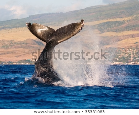 Stok fotoğraf: Whale Tail Slapping