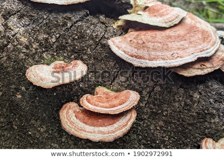 Foto stock: Fungus