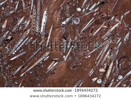 Сток-фото: олнокадровый · известняк · со · встроенными · окаменелостями