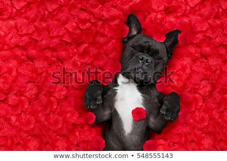 Foto stock: Crazy In Love Valentines Dog