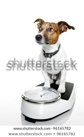 Foto d'archivio: Dog On Scale With Overweight