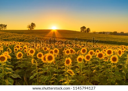 Beautiful Sunflowers On The Sunset Stock photo © TommyBrison
