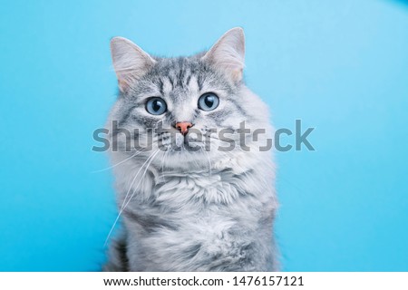 Stock photo: Cat Portrait