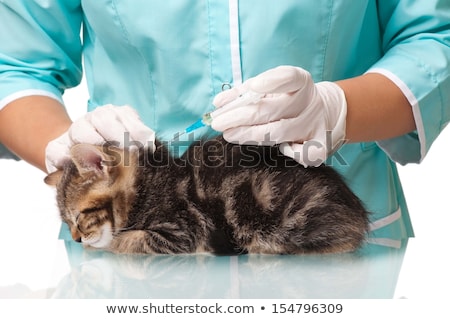 Foto stock: Cute Kitten Getting A Vaccine At The Veterinary