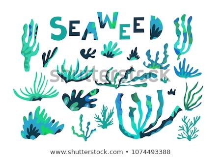 Zdjęcia stock: Tropical Leaves And Seaweeds Poster Set Vector