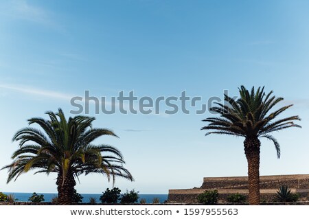 Stok fotoğraf: Tropical Palm Tree Leaves Sway In A Gentle Breeze Against Blue Sky