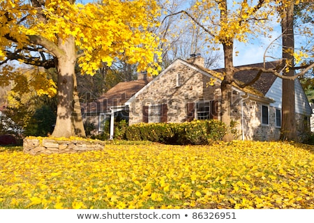 ストックフォト: House Philadelphia Yellow Fall Autumn Leaves Tree