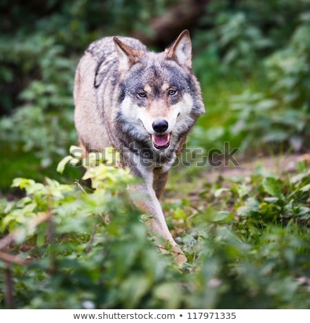 Stock photo: Grayeurasian Wolf Canis Lupus