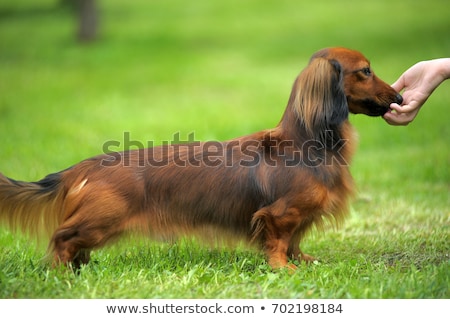 Foto stock: Achorro · Dachshund · Padrão · de · Pêlo · Comprido