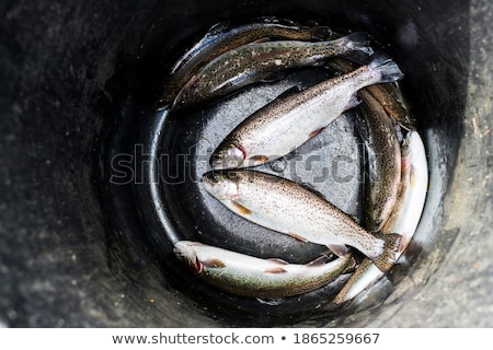 Foto d'archivio: Trout In A Bucket