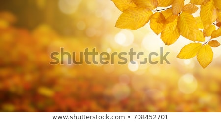 Foto stock: Ondo · de · hojas · de · otoño · en · un · día · soleado