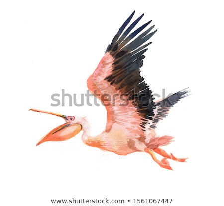 Stock photo: The Flying Pelican