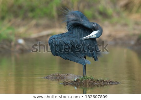 Zdjęcia stock: Western Reef Heron Egretta Gularis Scratching