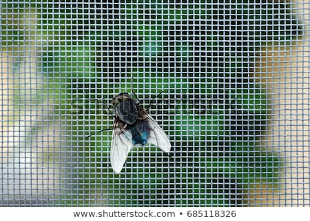 Stock photo: Nasty Housefly In A Window
