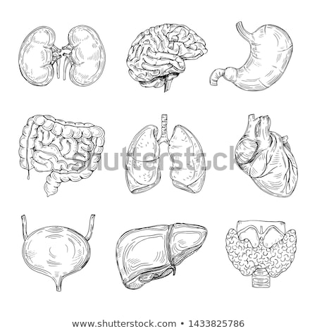 Stockfoto: Human Kidney Sketch Icon
