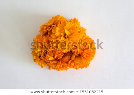 Stock photo: Yellow Marigold - Cempasuchil Flower