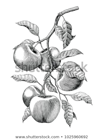 商業照片: Vector Sketch Of Apple Tree