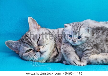 Foto stock: Mother Cat Lying With Kitten On Blue Garments