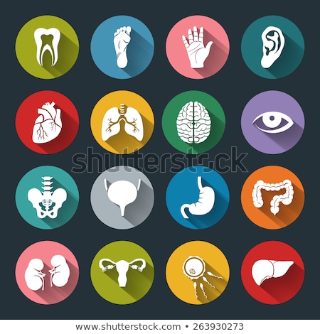 Stockfoto: Liver Icon Human Organ Anatomy Sign Web Button