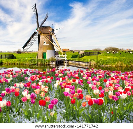 Foto stock: Field Of Pink Hyacinths And Red Tulips