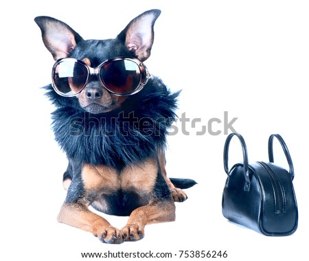 Foto stock: Diva Dog