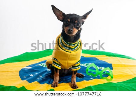 Stock foto: Brazil Soccer Dog