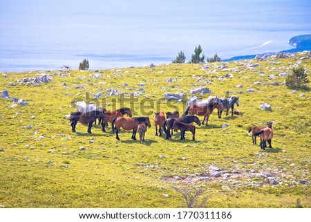 Wild Horses In Nature Of Velebit Mountain View Foto stock © xbrchx