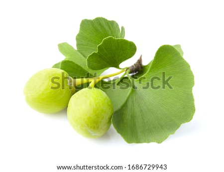 Ginkgo Biloba Foto stock © Dionisvera