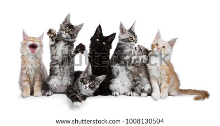 Stockfoto: Solid Black Maine Coon Cat On White