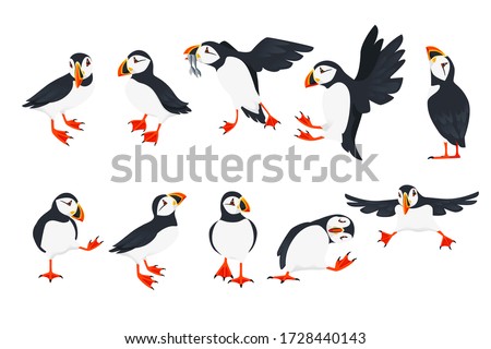 Stock photo: Puffin
