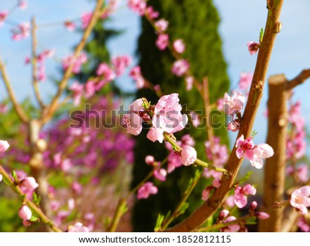 Stock foto: Soft Spring Flowers