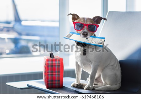 Foto d'archivio: Dog On Vacation Holidays And Luggage Bag