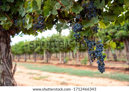 ストックフォト: Bunches Of Red Wine Grapes Hanging On Grapevine