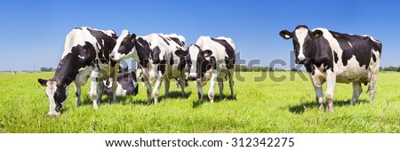 Stock fotó: Panorama Of Dutch Black And White Cows