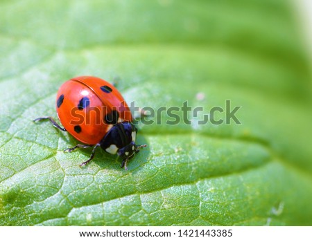 Foto stock: Ladybird