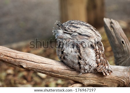 Stok fotoğraf: Tawny Frogmouths Podargus Strigoides